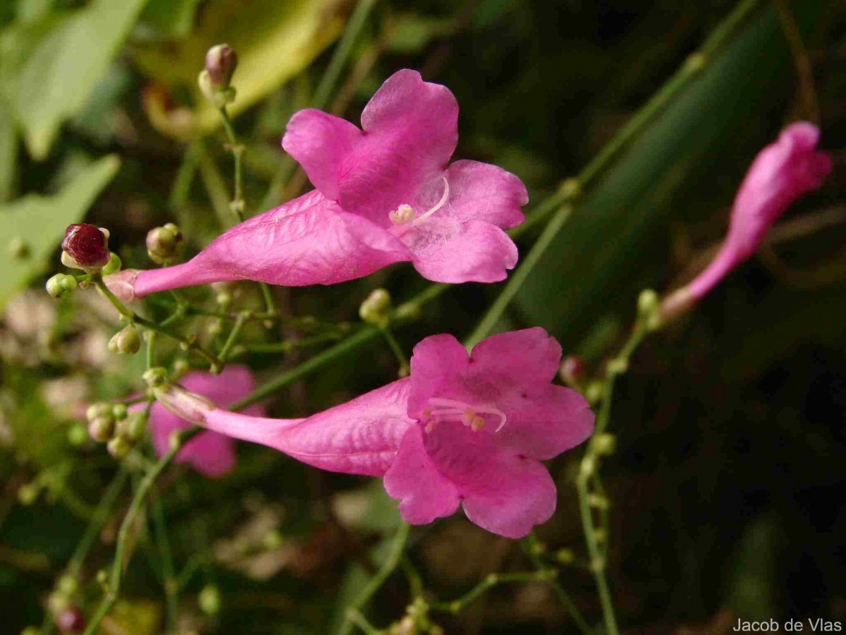 Strobilanthes hamiltoniana (Steud.) Bosser & Heine